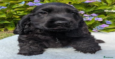 Cocker Spaniel dogs - Advert 1