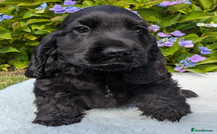 Cocker Spaniel dogs - Advert 3