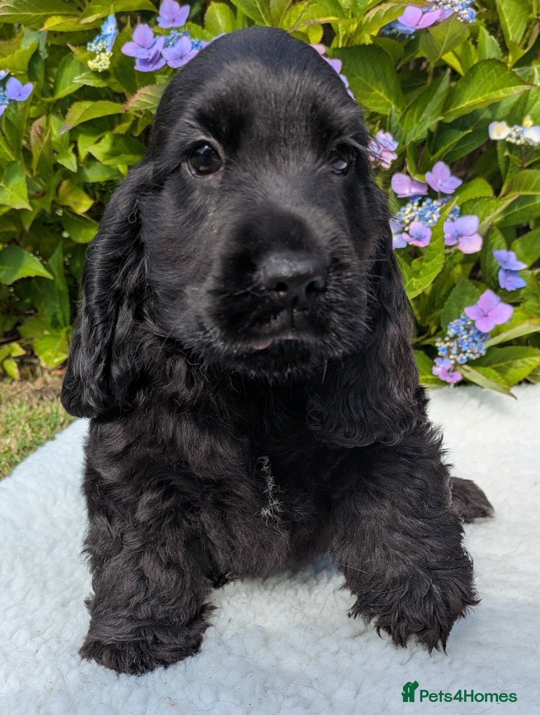 Cocker Spaniel dogs for sale: Beautiful Health Tested Show Blk + Blk/Tan Pups!  - Image 2