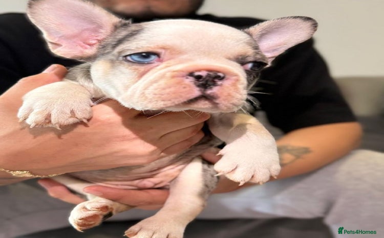 French Bulldog dogs - Advert 7