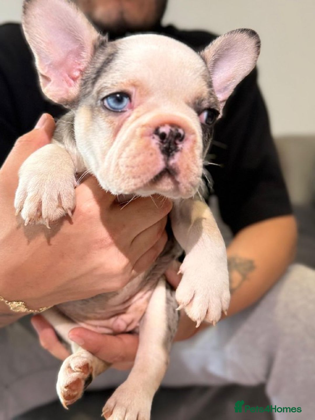 French Bulldog dogs for sale: SNUGGLY FRENCH BULLDOG PUPPIES - Image 1
