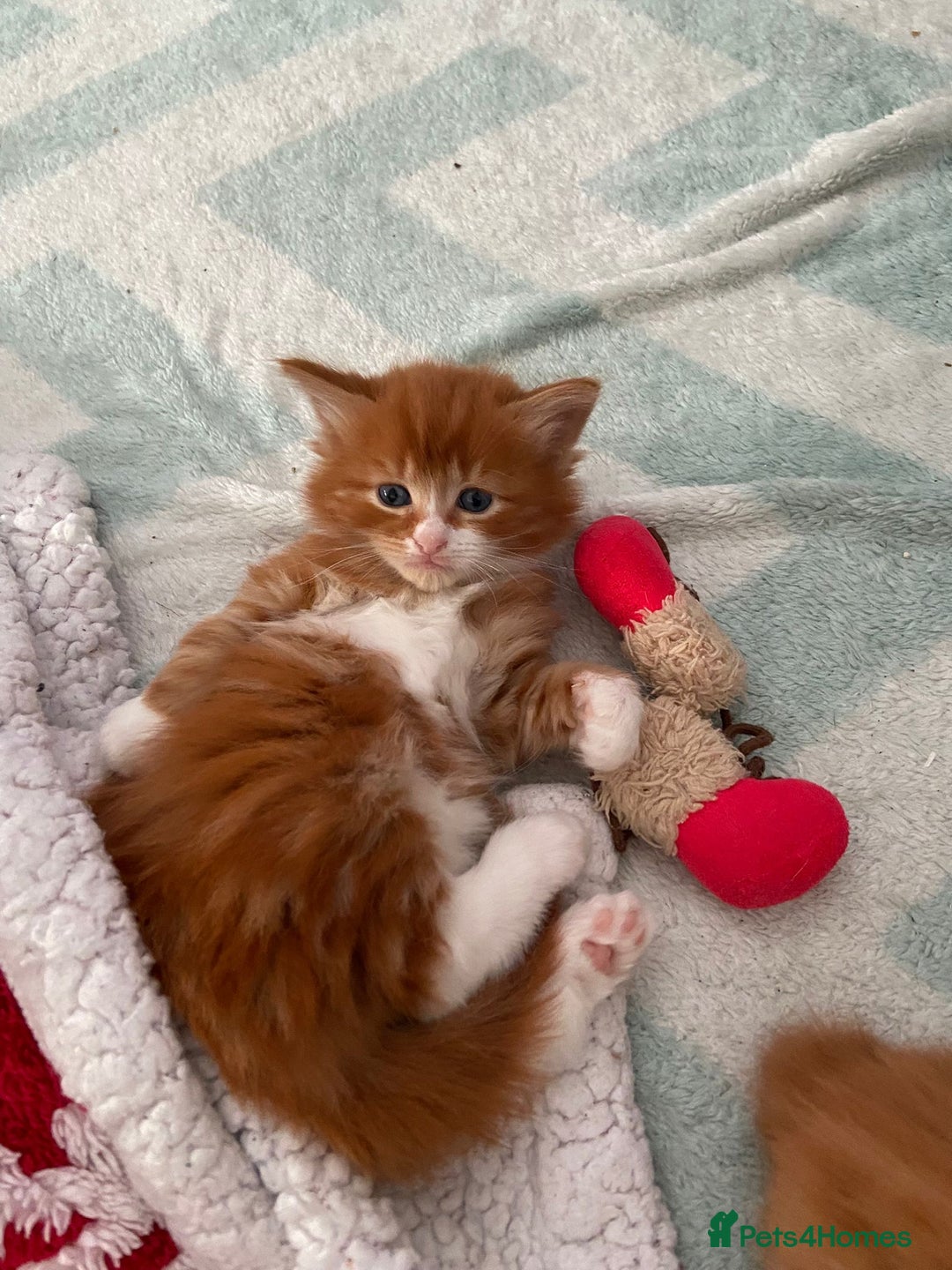 Mixed Breed cats for sale: 5 Beautiful Half-Ragdoll kittens ❤️ - Advert 11