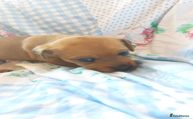 Mixed Breed dogs - Advert 1