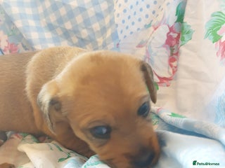 Mixed Breed dogs - Advert 1