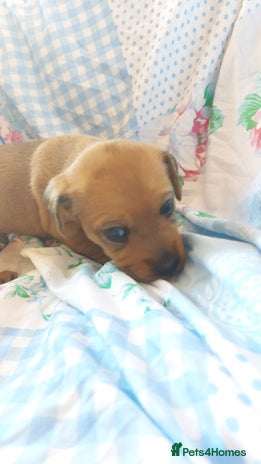 Mixed Breed dogs - Advert 1