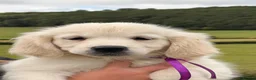 Golden Retriever dogs for sale: Kc registered health tested parents  - Advert 5