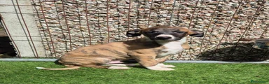 Whippet 2