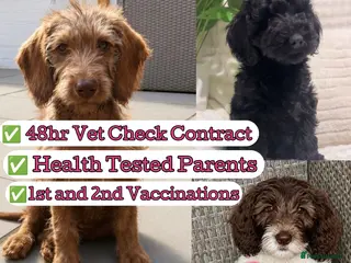 Labradoodle dogs Labradoodles puppies ready now fully vaccinated - Advert 13
