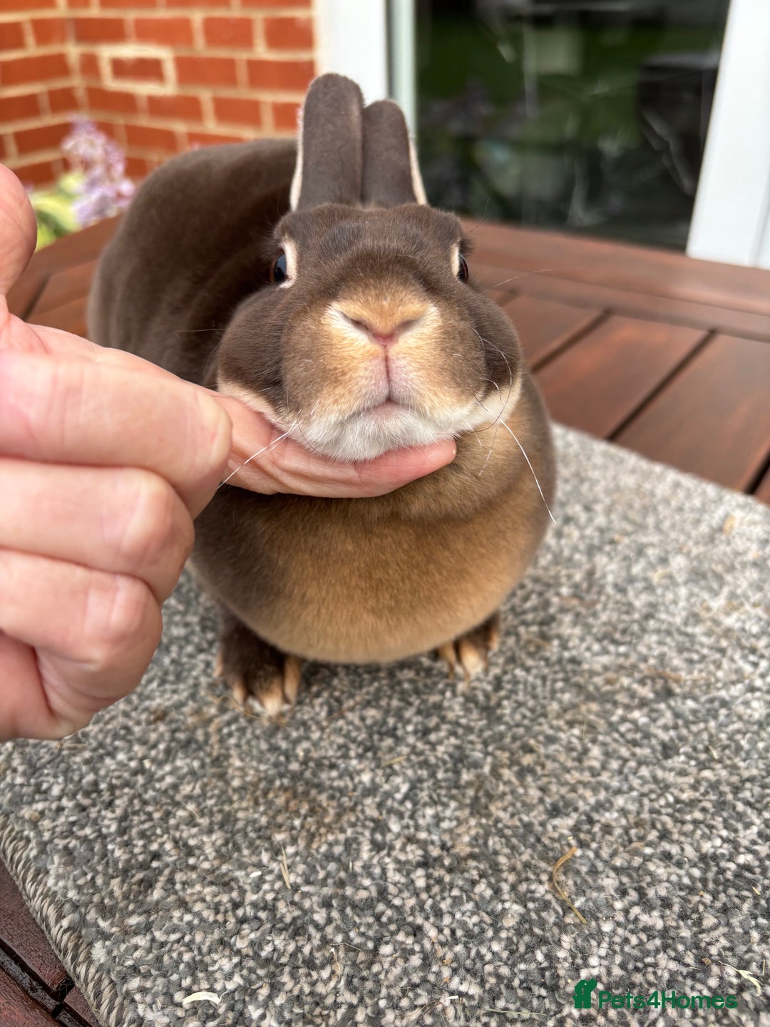 Rex rabbits for sale: Stunning Purebred Chocolate Otter Mini Rex - Image 7