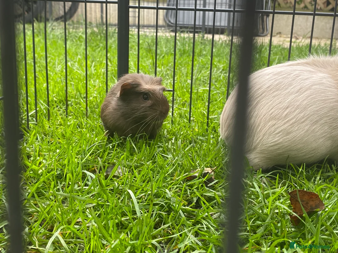 Guinea Pig rodents for sale: Guinea pig - Advert 2