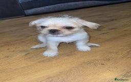 Mixed Breed dogs for sale: Pug mix - Image 2