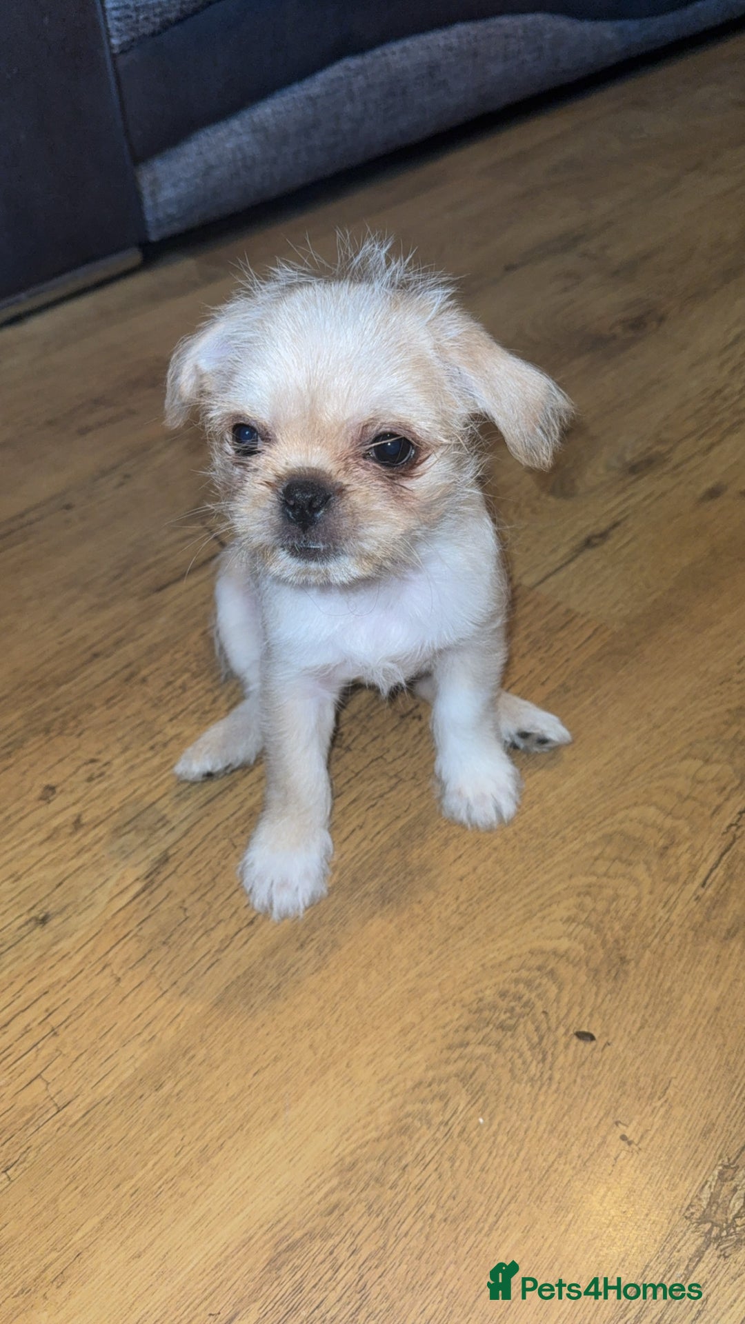 Mixed Breed dogs for sale: Pug mix - Image 2