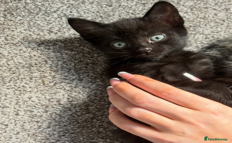 Mixed Breed cats - Advert 10