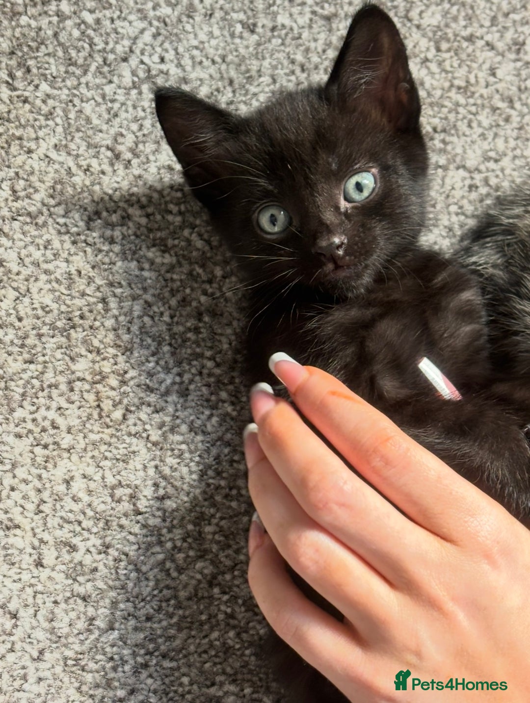 Mixed Breed cats for sale: 1 black boy left - Image 1