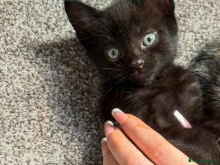 Mixed Breed cats - Advert 32