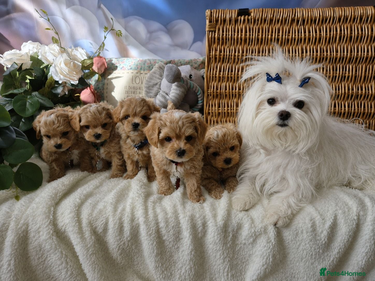 Maltipoo dogs Stunning Toy Asian & Korean F1 Maltipoo Apricot - Advert 2