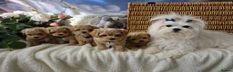 Maltipoo dogs for sale: Stunning Toy Asian & Korean F1 Maltipoo Apricot - Advert 5