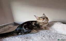 Maine Coon cats for sale: 🎀Females- MAINE COON🎀 - Advert 8