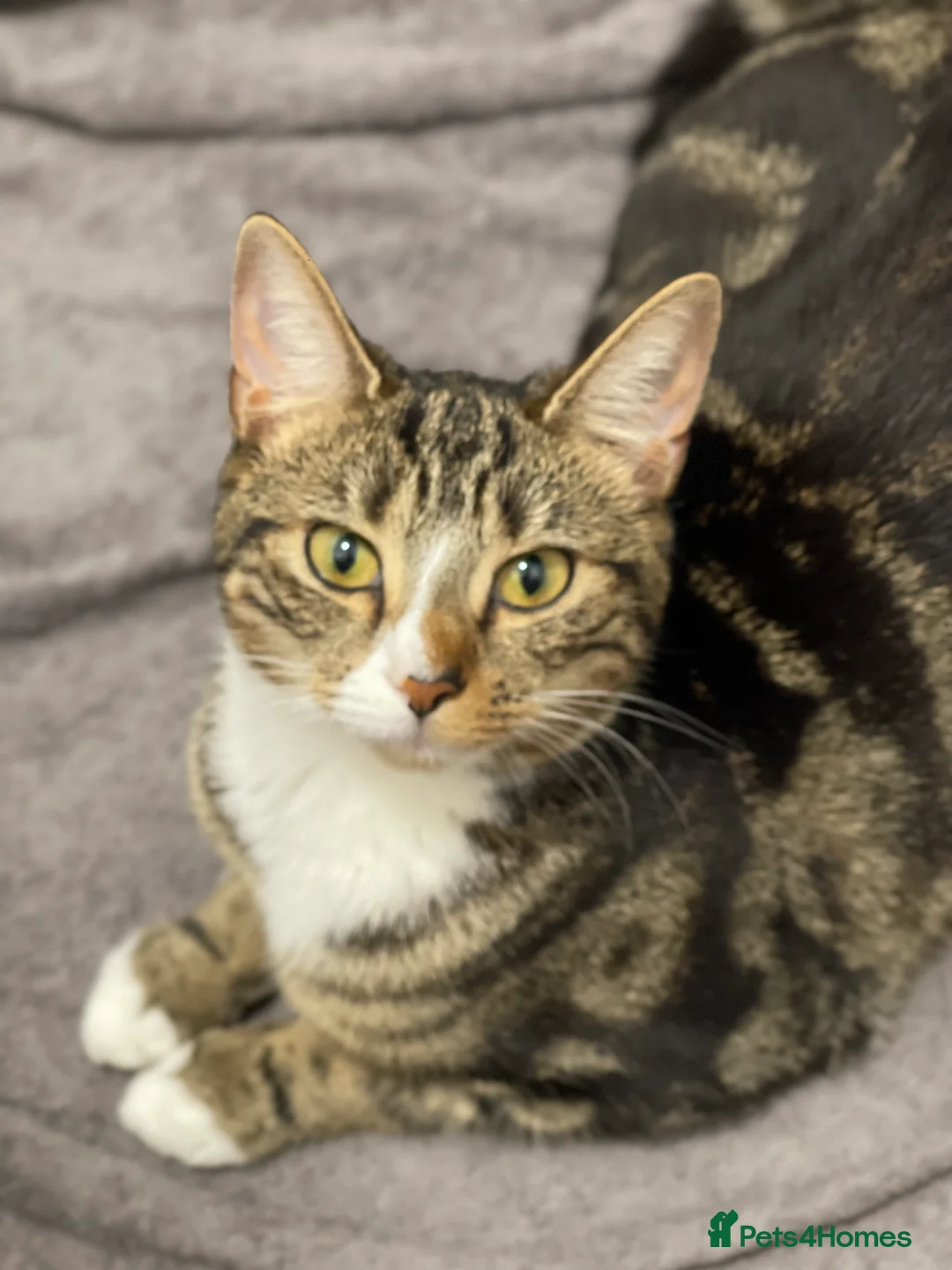 Mixed Breed cats for sale: Kitten for free must collect  in Pudsey - Advert 2