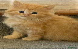 Mixed Breed cats for sale: Delightful Rag-doll Mixed Breed Kittens READY NOW! - Image 13