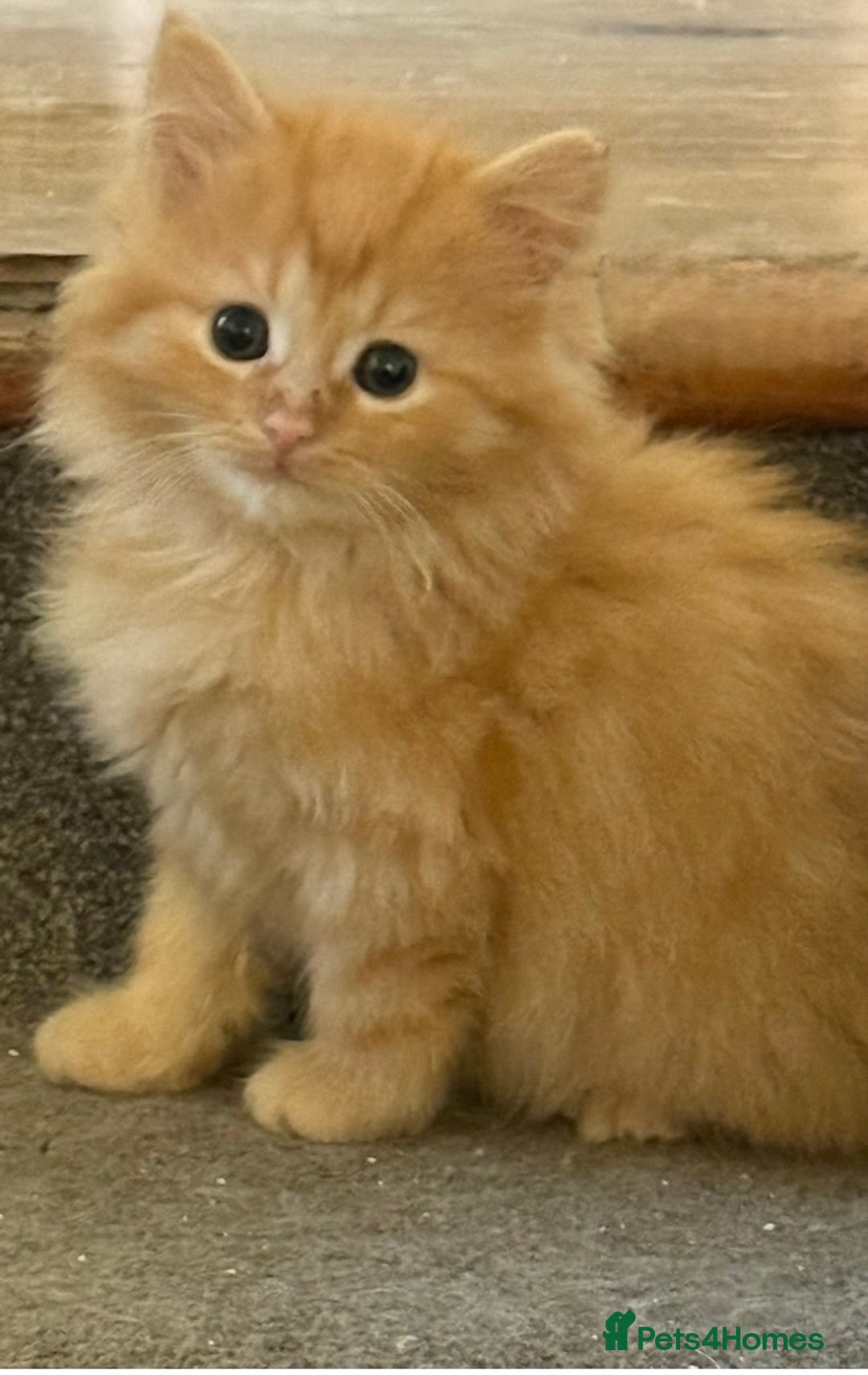 Mixed Breed cats for sale: Delightful Rag-doll Mixed Breed Kittens READY NOW! - Image 13