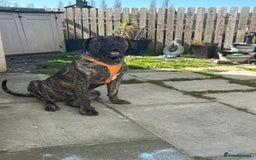 Cane Corso dogs for sale: Cane corsos  puppies  - Image 24