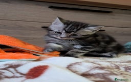 Maine Coon cats for sale: Maine Coon - Image 19