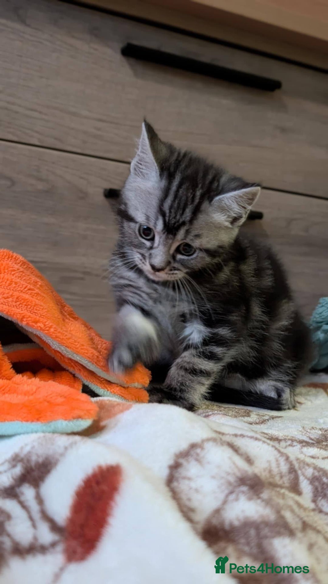 Maine Coon cats for sale: Maine Coon - Image 19