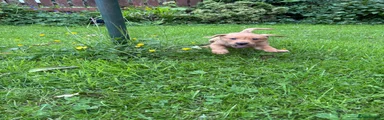 Labrador Retriever 3