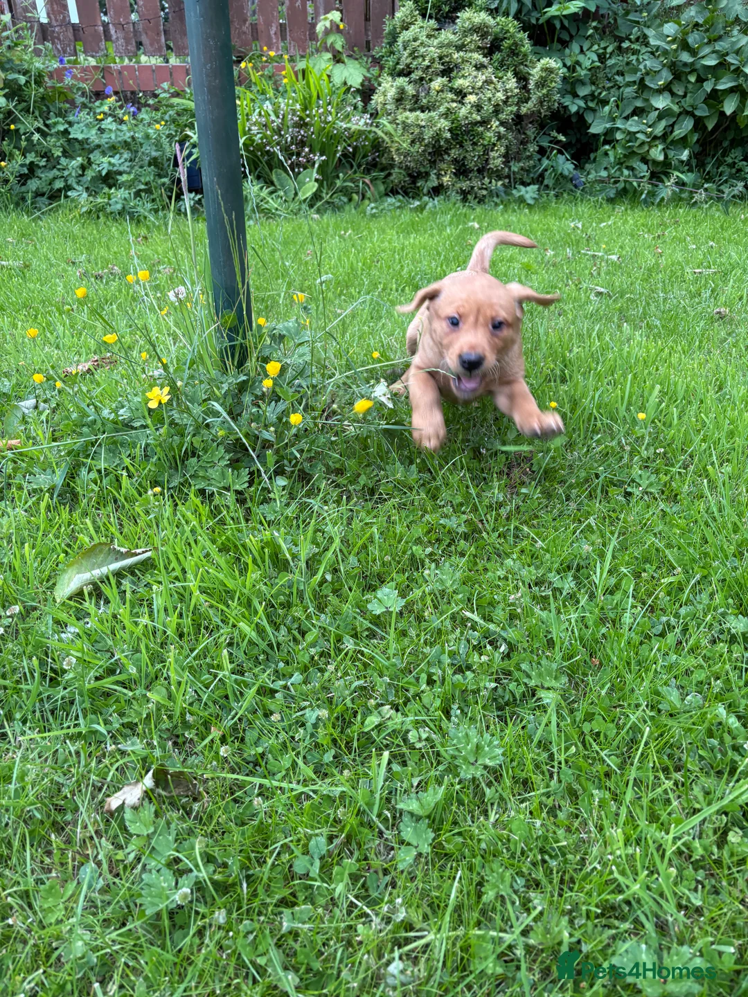 Labrador Retriever dogs for sale: KC LABRADOR PUPPIES - Advert 2