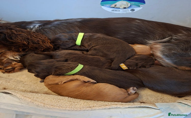 Cocker Spaniel dogs Cocker spaniel pups  - Advert 11