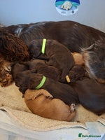 Cocker Spaniel dogs Cocker spaniel pups - Advert 2
