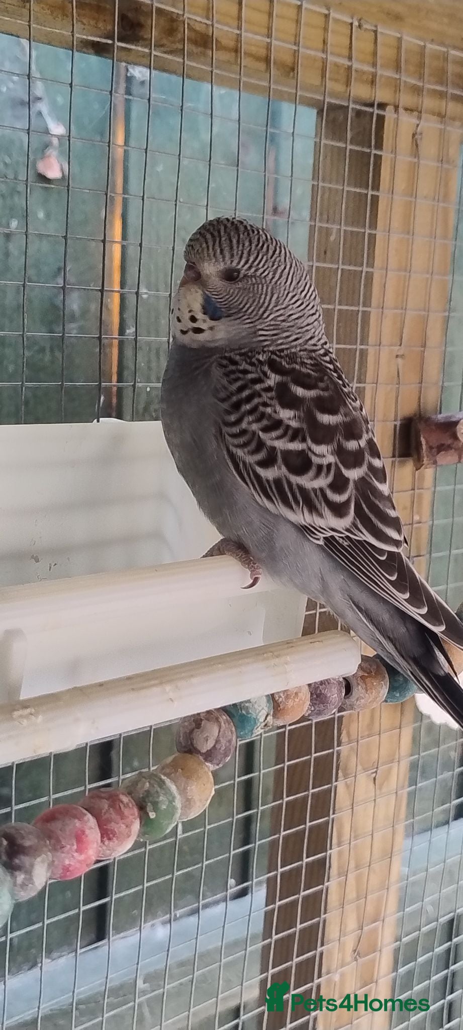 Budgerigars birds Baby budgies, easily tamed  - Advert 14