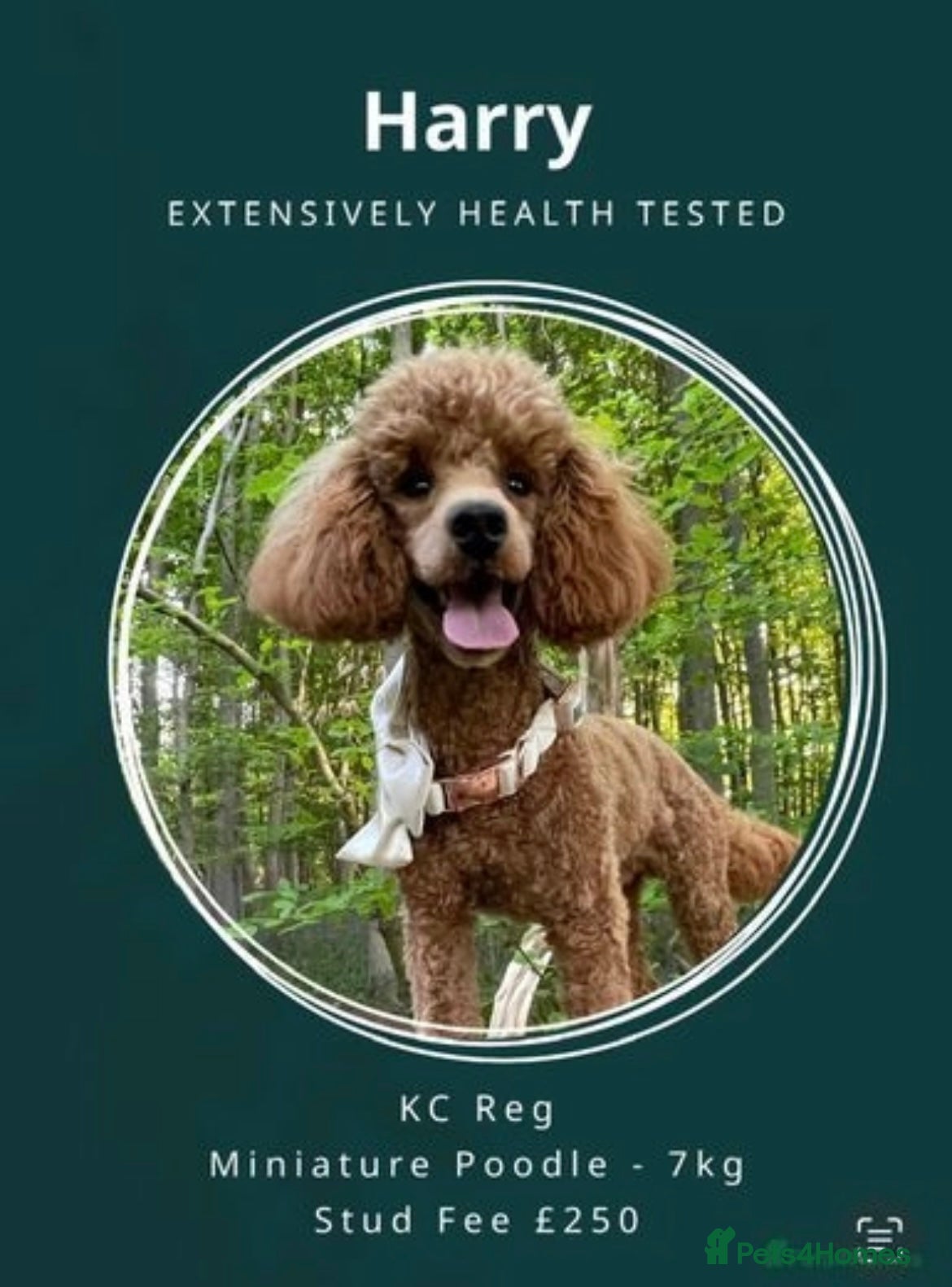 Miniature Poodle dogs Deep Red Miniature Poodle Stud   - Advert 5