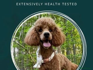 Miniature Poodle dogs - Advert 4