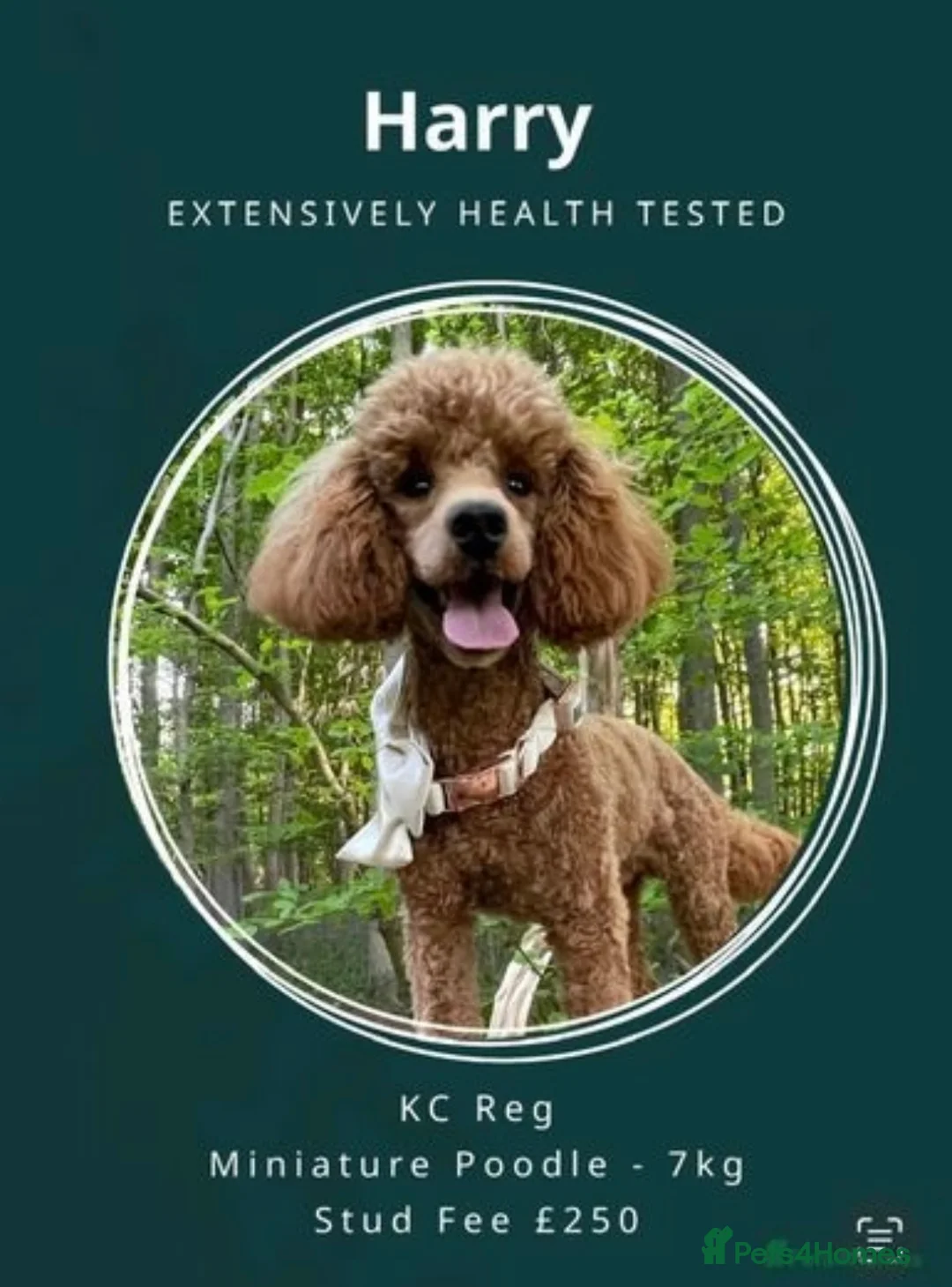 Miniature Poodle dogs for stud: Deep Red Miniature Poodle Stud   - Advert 1