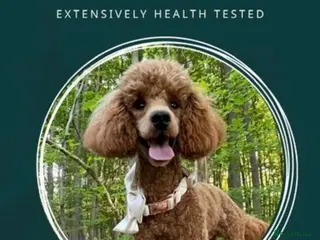 Miniature Poodle dogs Deep Red Miniature Poodle Stud - Advert 5