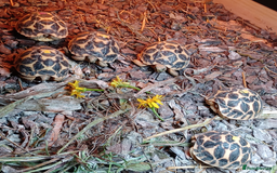 Tortoise reptiles for sale: INDIAN STAR BABIES UK BRED JULY 2025 - Image 2