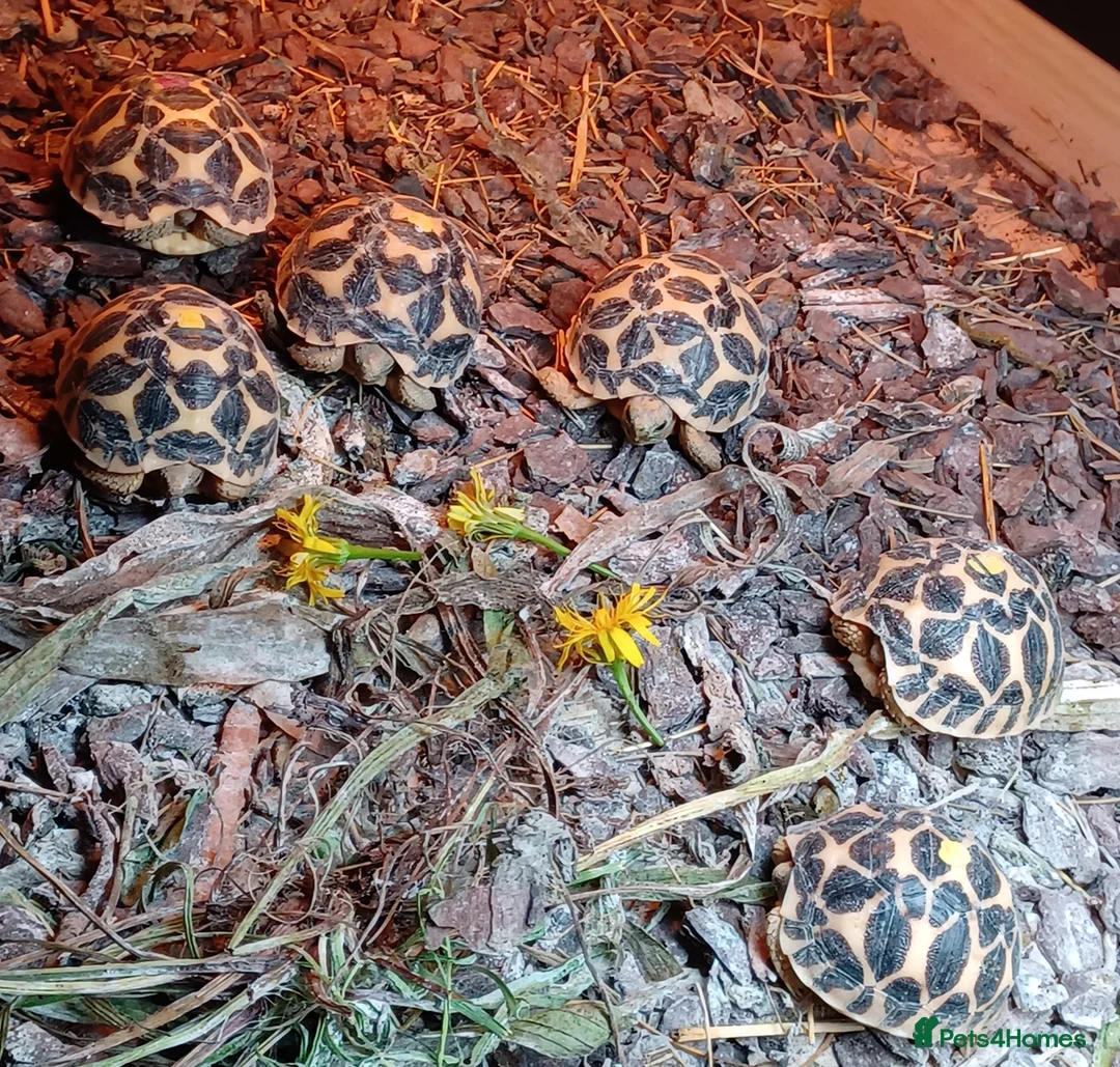 Tortoise reptiles for sale: INDIAN STAR BABIES UK BRED SEPTEMBER 2025 - Advert 2