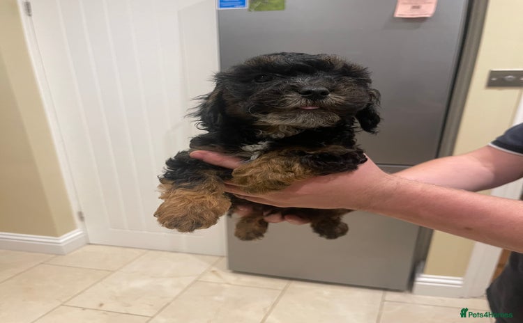 Cockapoo dogs - Advert 3