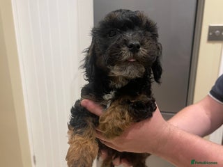 Cockapoo dogs - Advert 2