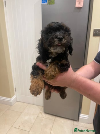 Cockapoo dogs - Advert 3