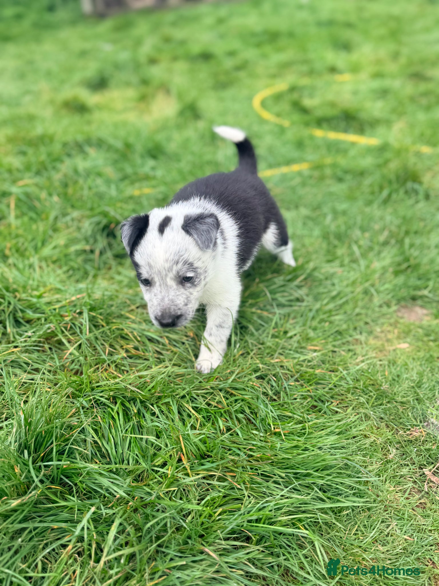 Border Collie dogs Gorgeous litter of Border Collie Puppies  - Advert 2