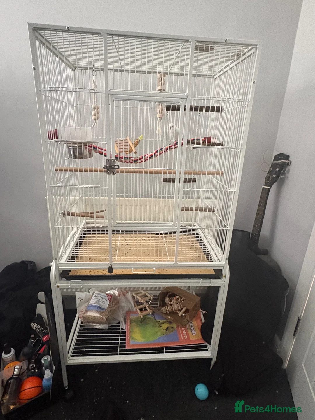 Budgerigars birds for sale: White budgie plus full cage set up - Advert 2