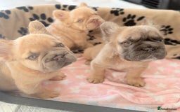 French Bulldog dogs for sale: Visual fluffy French bulldog PUPPYS REDUCED  - Image 1