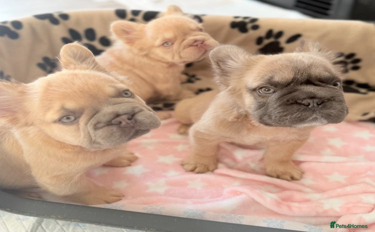 French Bulldog dogs - Advert 4