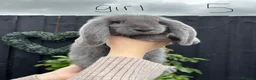 French Lop rabbits for sale: French lops ❤️  - Advert 11