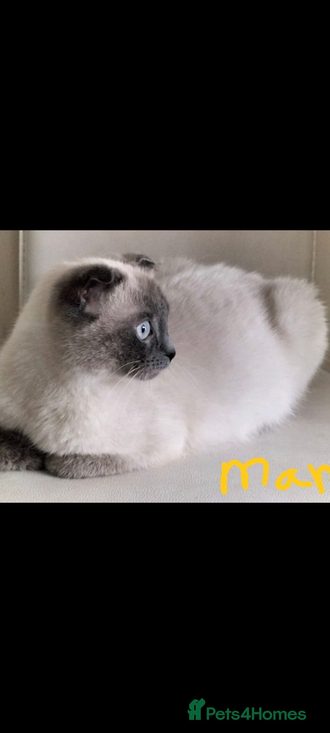 Mixed Breed cats Beautiful kittens 😸 available for new home  - Advert 19