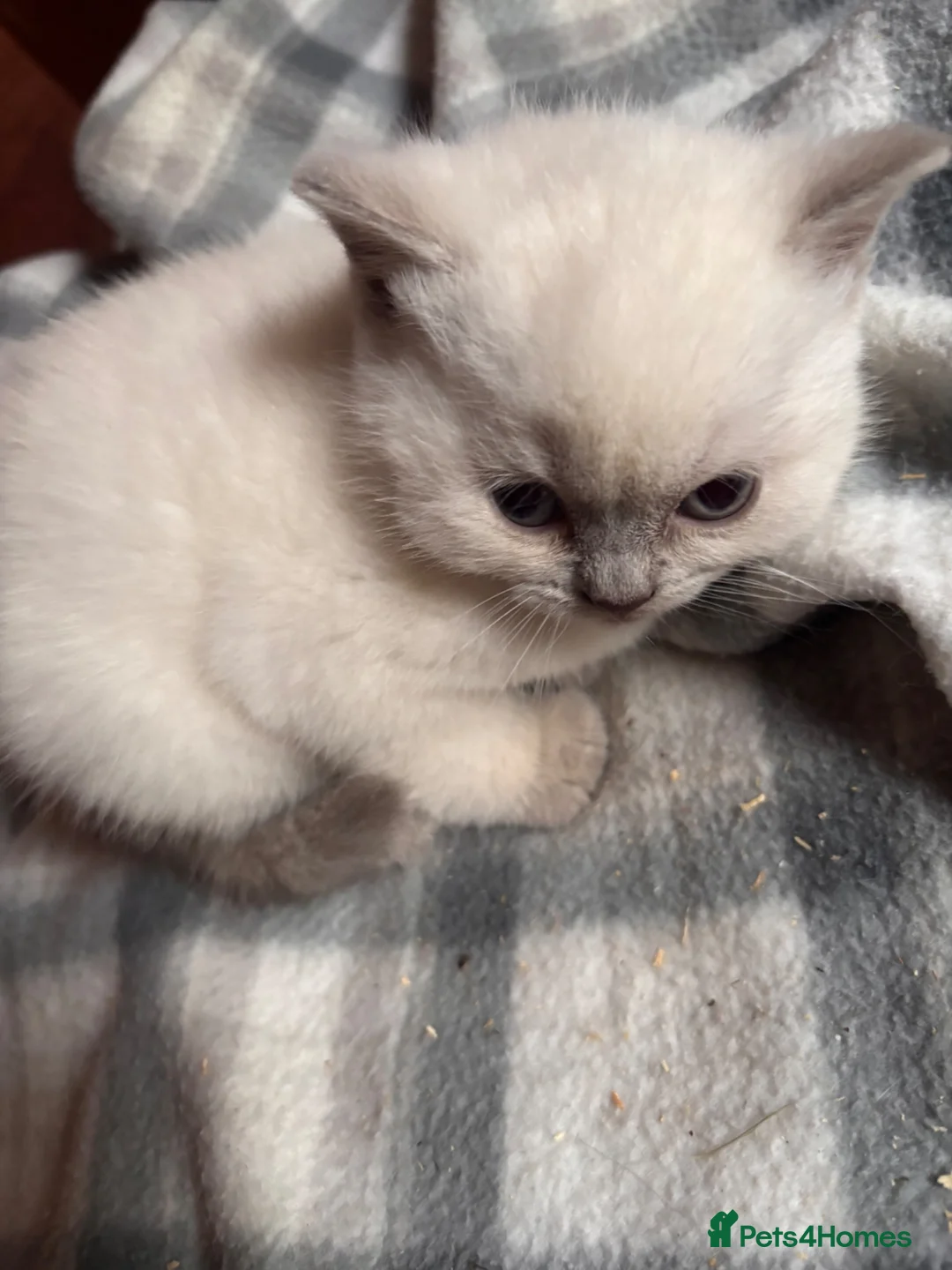 British Shorthair cats for sale: GGCF British Shorthair Blue CP female kitten  - Advert 2