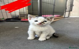 Domestic Shorthair cats for sale: Domestic Shorthair Kittens (dad bengal) - Image 2